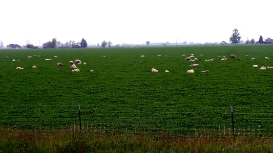 Field landscape sheep photo