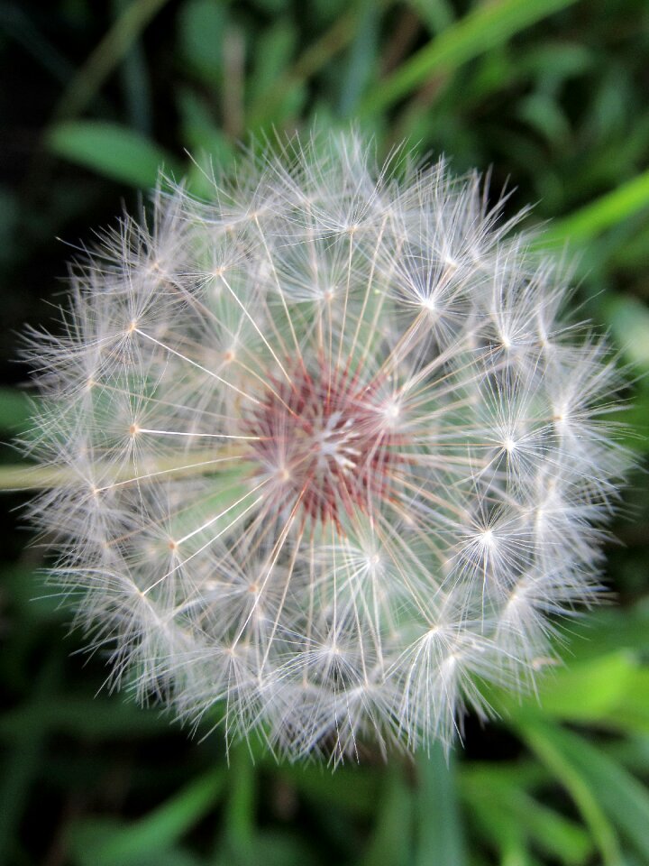 Summer nature flower