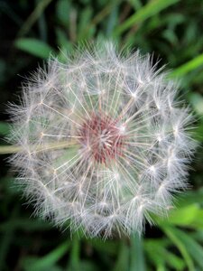 Summer nature flower