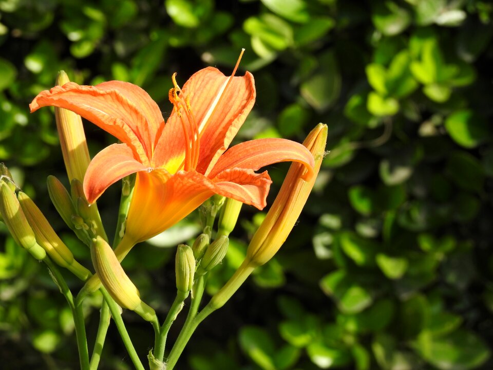 Garden lily