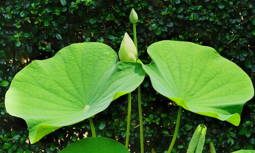 Large twin leaf