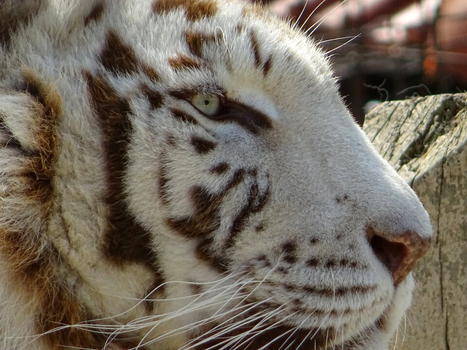An indian tiger animal Free photos