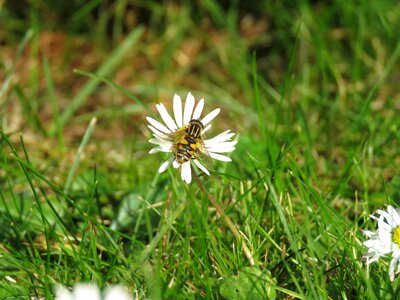 Wasp nature plant