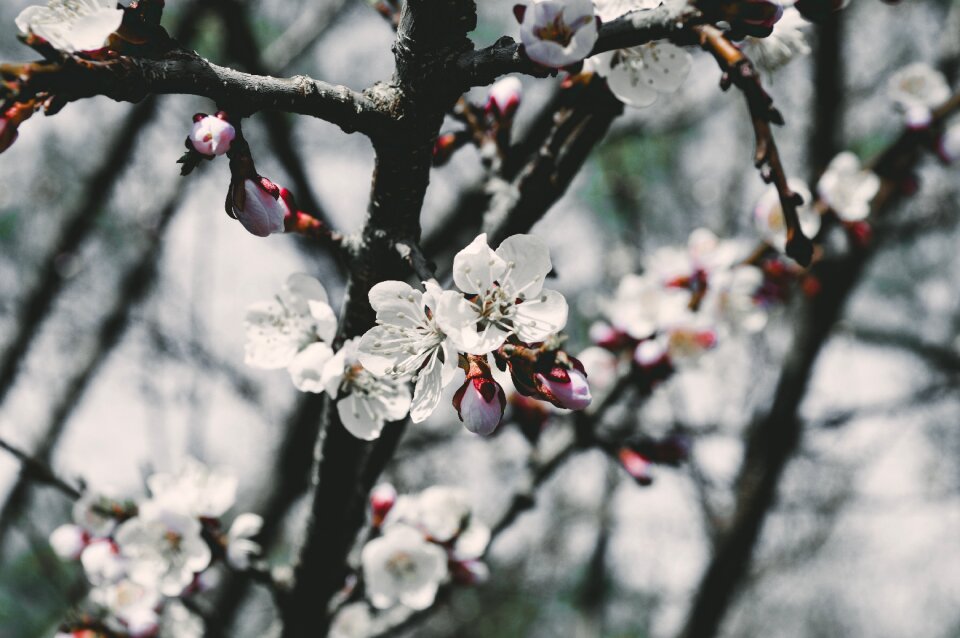 Flowering branch flowering tree sakura