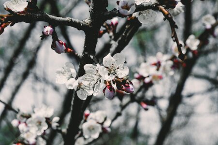 Flowering branch flowering tree sakura photo