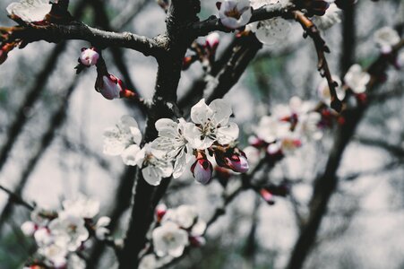 Flowering branch flowering tree sakura