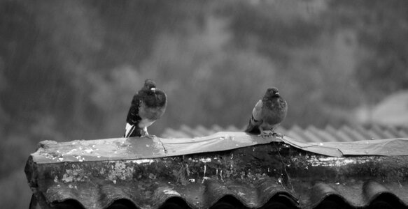 Winter outdoors pigeons photo