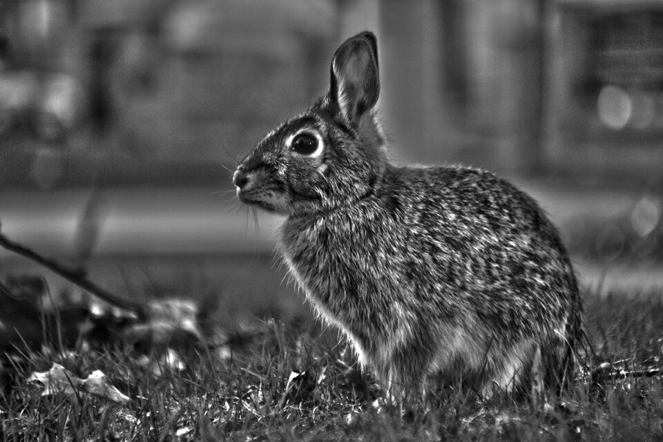 Grass mammal animal