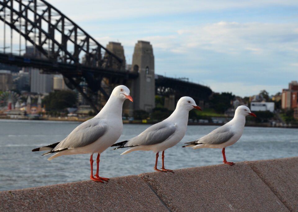 Sky coast seagull