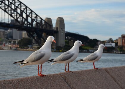 Sky coast seagull