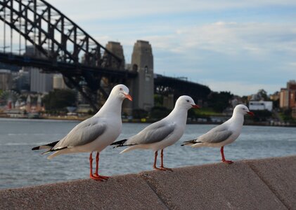 Sky coast seagull photo