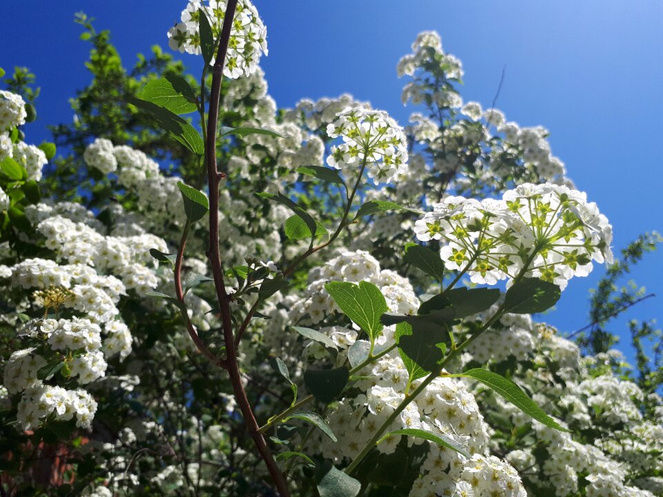 Plant season sheet