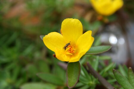 Garden leaf yellow photo