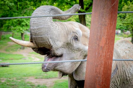 Mammal animal world elephant