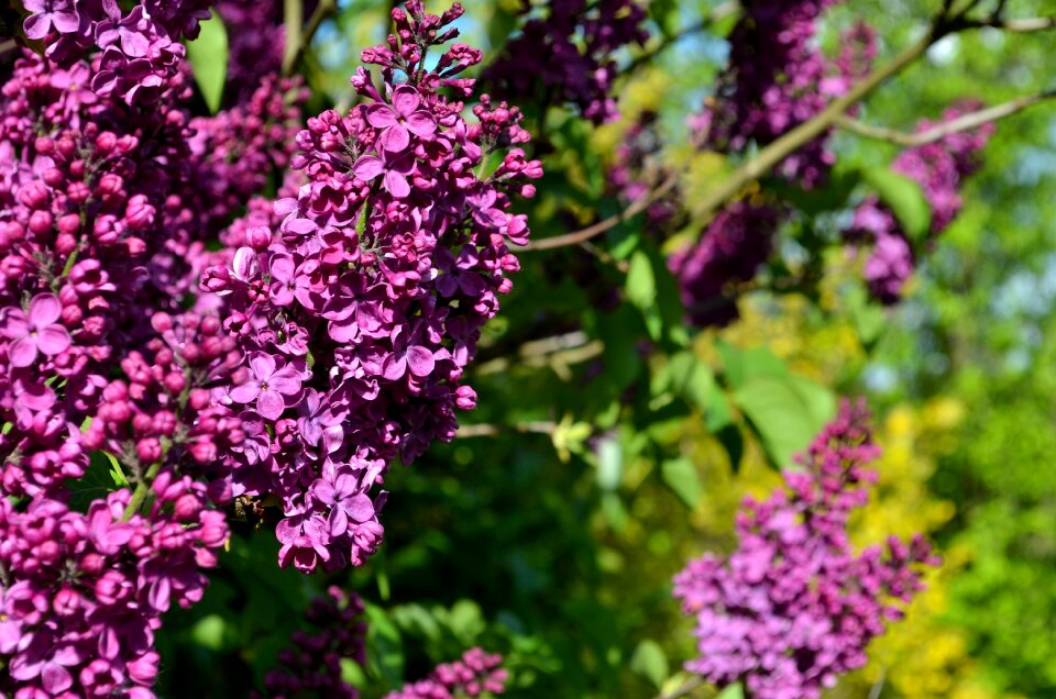 Flower nature plant