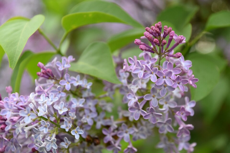Leaf fulfillment lilac