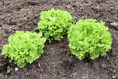 Freshness vegetable garden culture