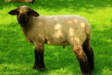 Animal farm meadow photo