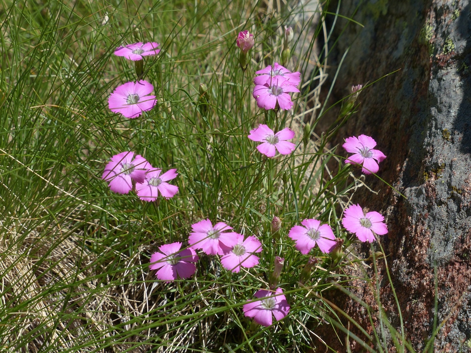 Pink purple dianthus negelctus