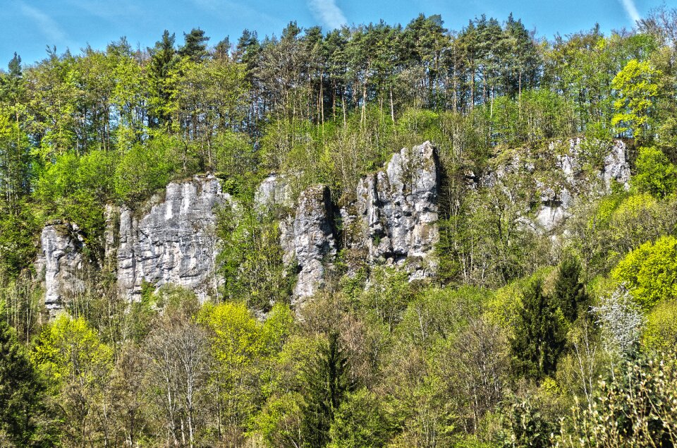 Forest green spring