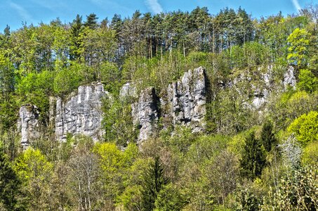 Forest green spring