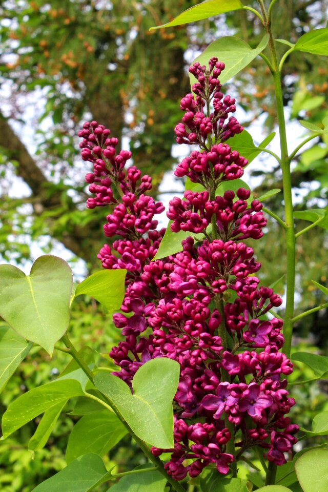 Flower leaf tree photo