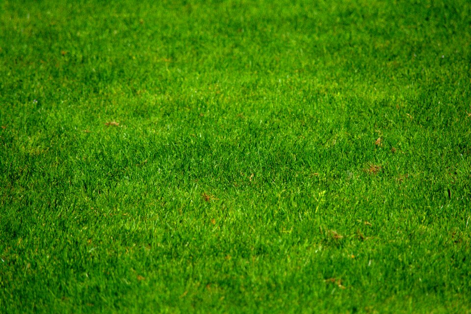 Rosa meadow holidays