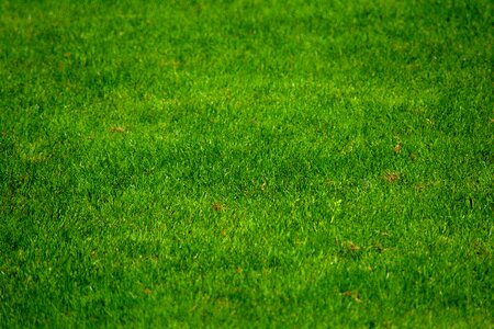 Rosa meadow holidays