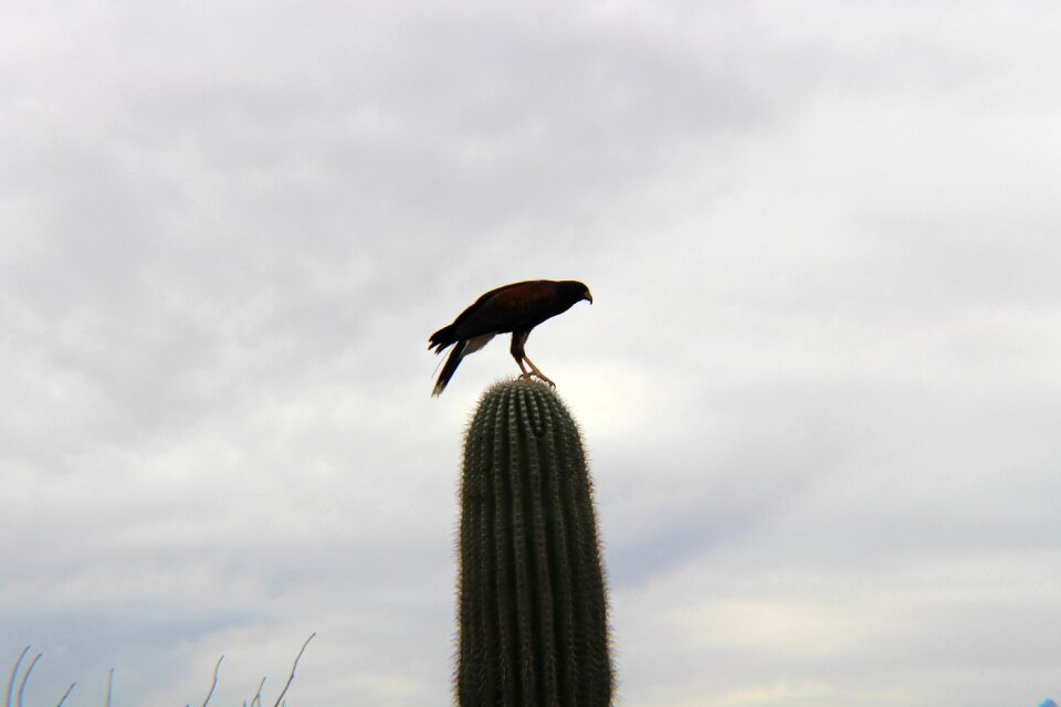 Nature wildlife animal