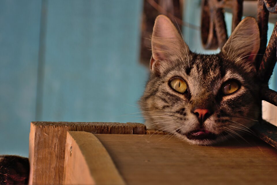 Animal portrait pet