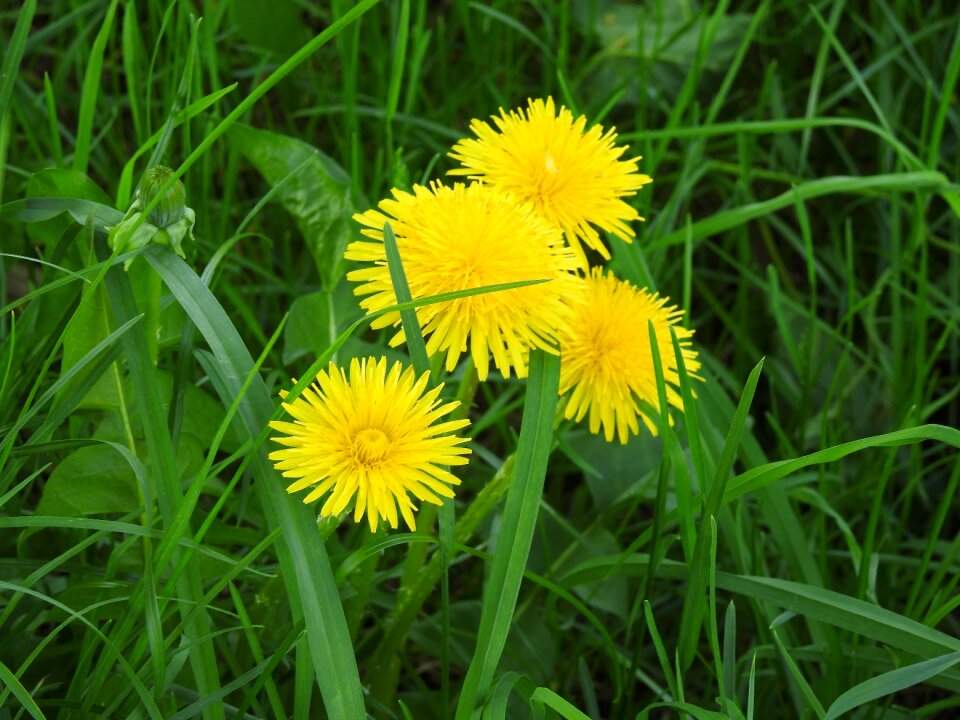 Plant field flower
