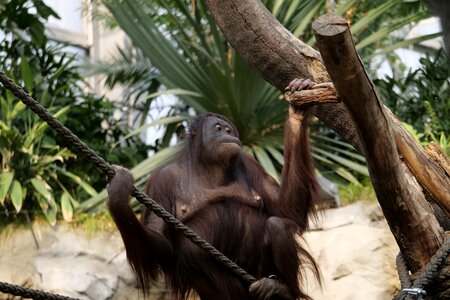 Monkey wood mammal