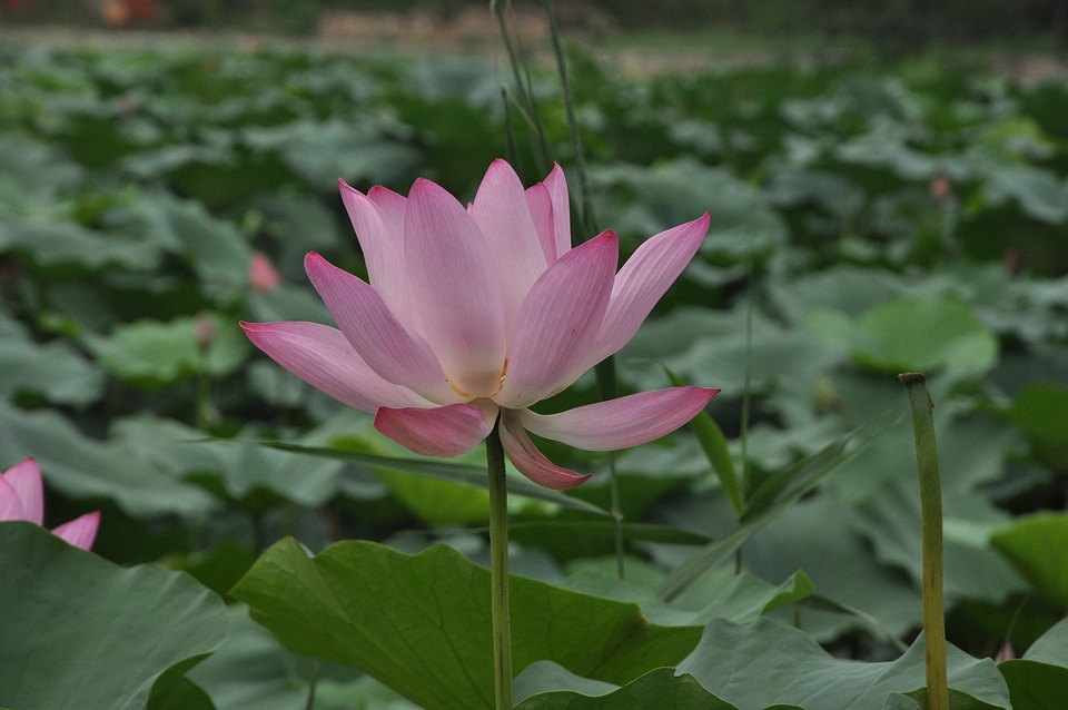 Flowers lotus leaf green leaf