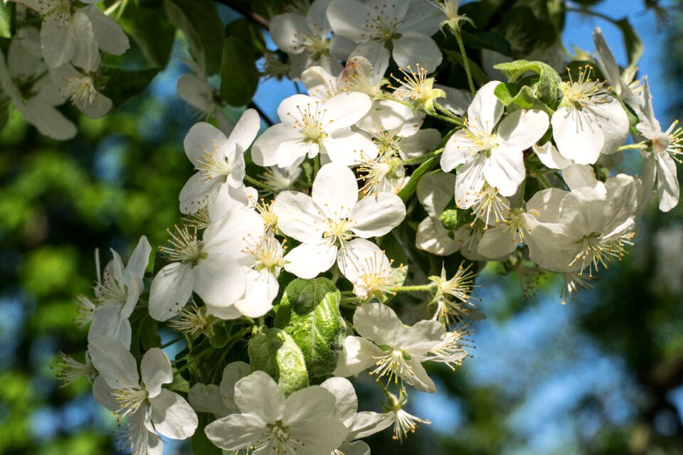 Branch tree garden