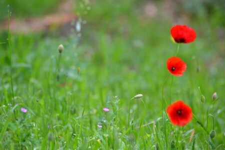 Field flower summer