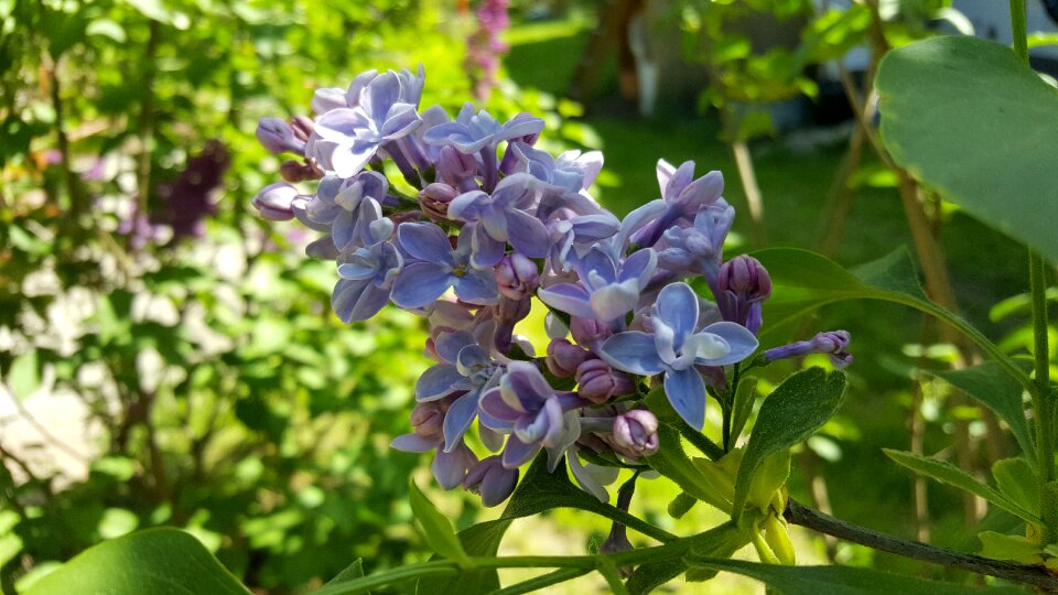 Flower garden leaf photo