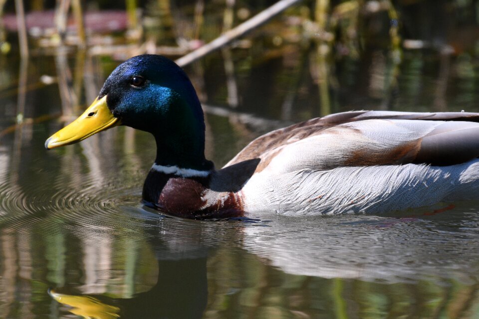 Bird puddle waters