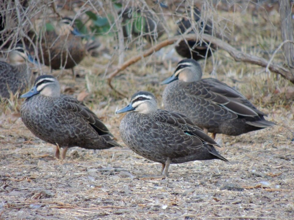 Nature feather duck