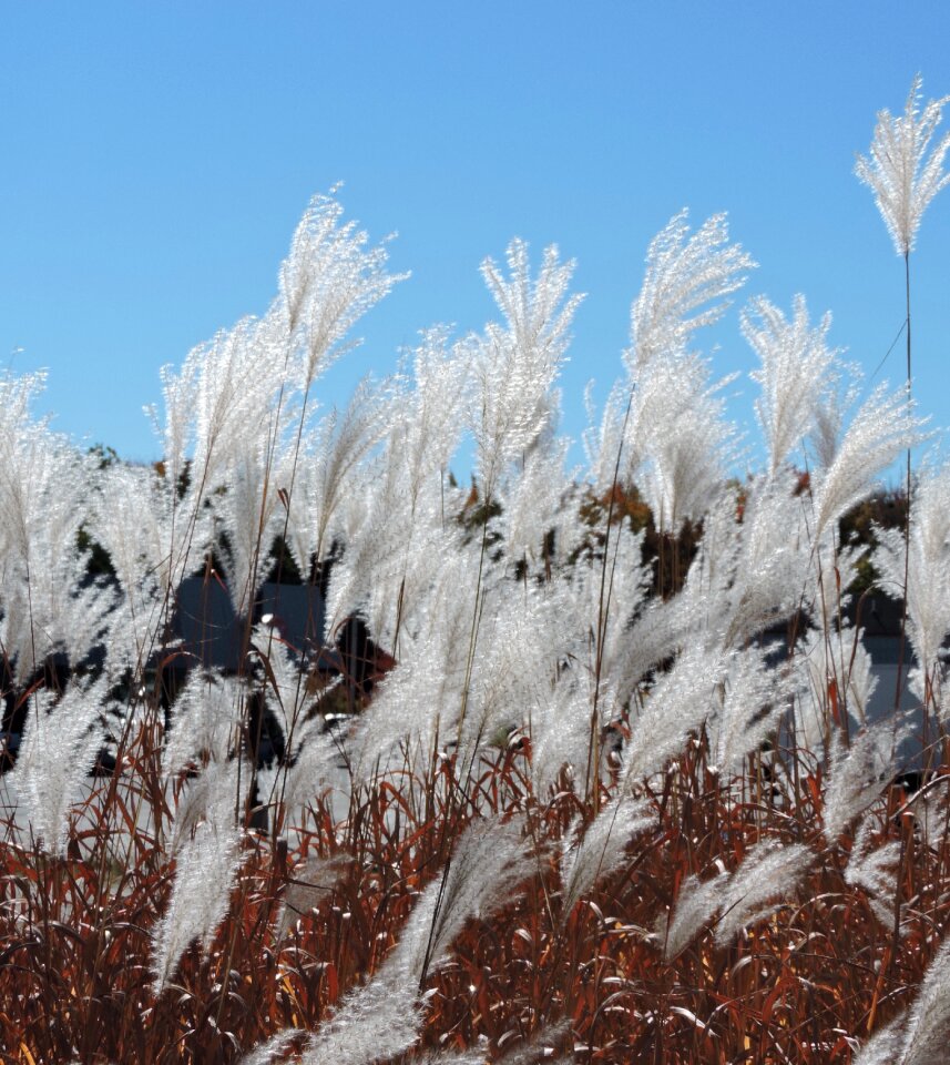 Seeds outdoors field