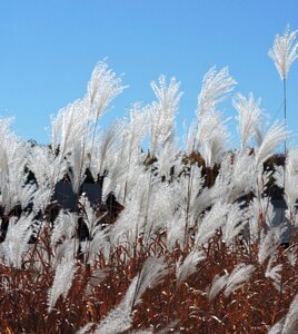 Seeds outdoors field