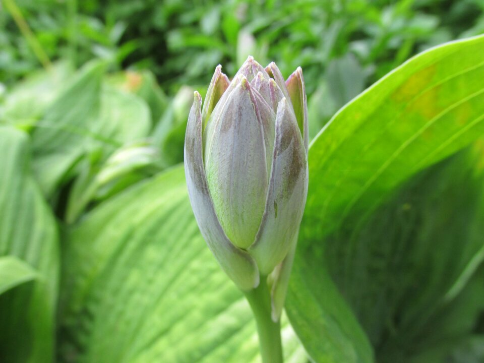 Plant nature summer