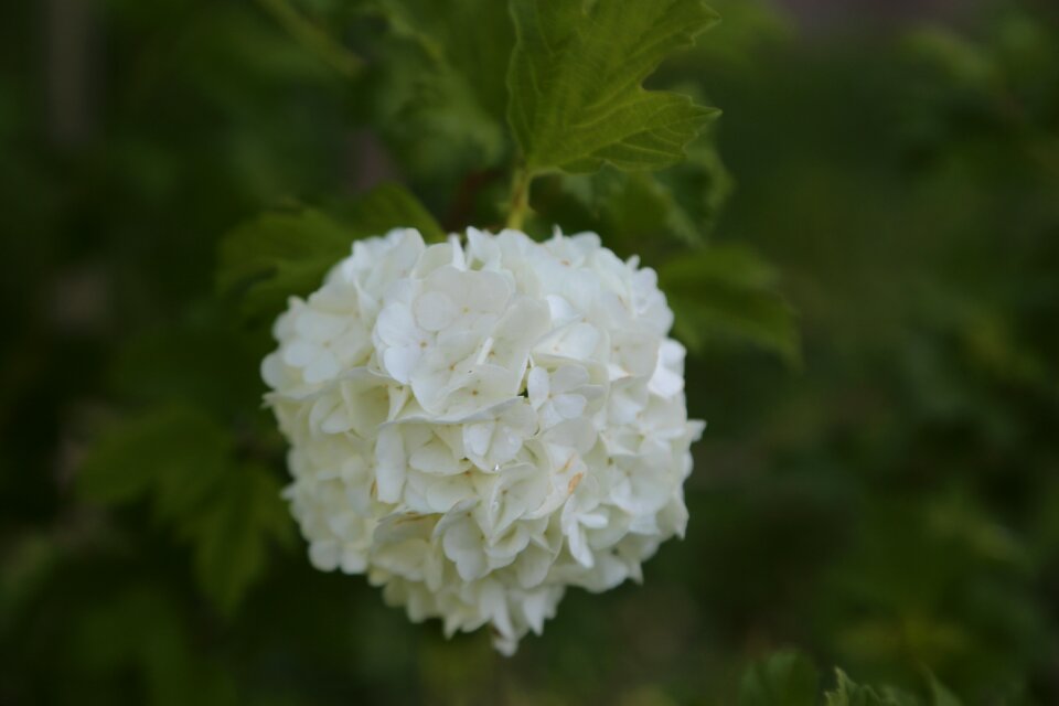 Flower plant leaves