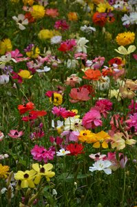 Garden nature summer
