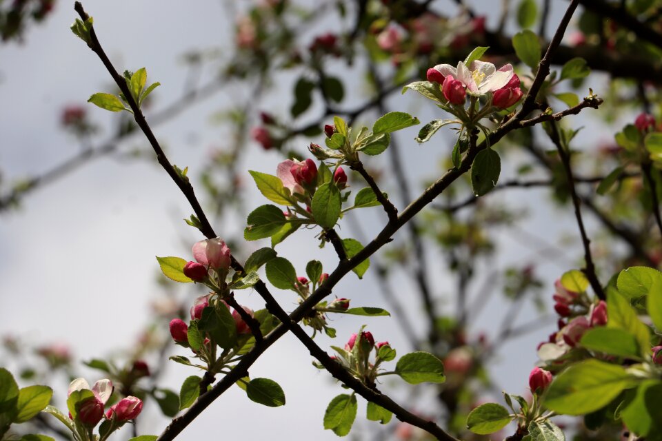 Branch flower nature