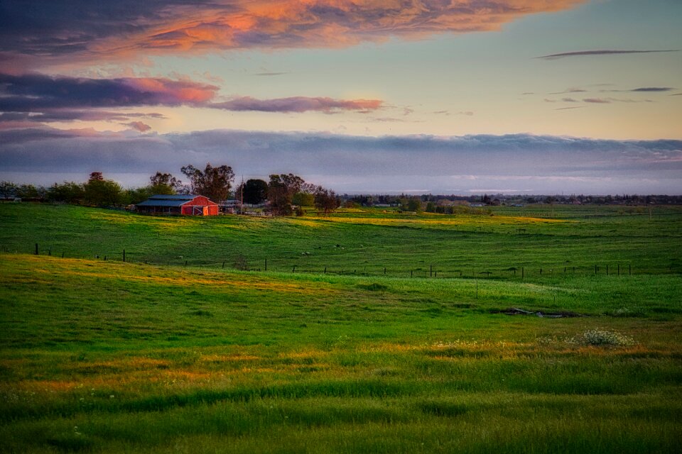 Tree field sunset