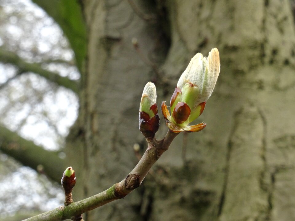 Plant bud growth