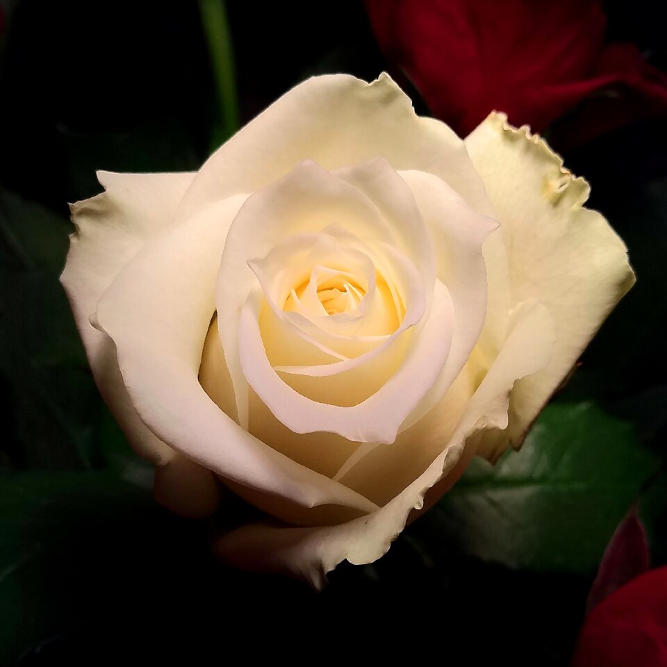 Rosebush petal love