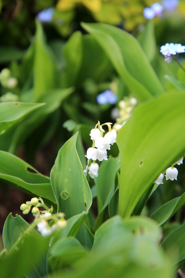 Lily of the valley white bell may 1