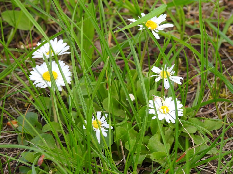 Lawn summer at the court of