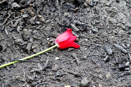 Tulip charred burnt